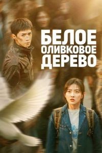 Белое оливковое дерево