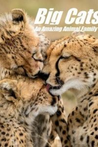 Кошки: Удивительная звериная семейка 1 сезон